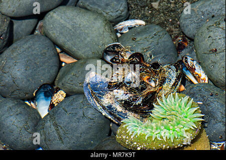 Lava Kopfsteinpflaster, Kalifornien Muscheln und Seeanemone in tide pool Yaquina Head State Park in Newport, Oregon gefunden Stockfoto