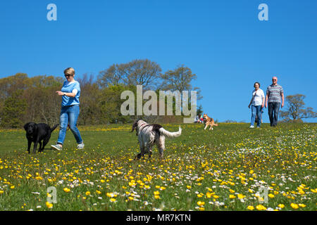 Leute, die Hunde Park sonniger Frühlingstag, Cornwall, England, Großbritannien, Großbritannien. Stockfoto