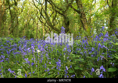 Spanisch Glockenblumen wächst in einer alten Eiche woodland, Einheit Woods, Cornwall, England, Großbritannien. Stockfoto