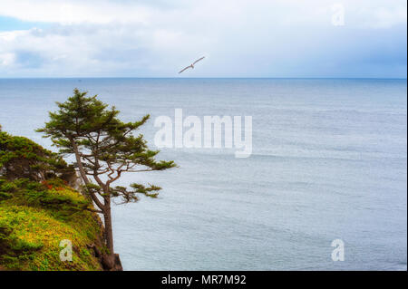 Ein einsamer Baum steht entlang einer Felswand am Yaquina Head State Park, an der Küste von Oregon in Newport, Oregon Stockfoto