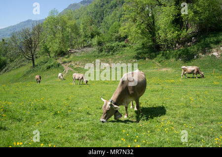 Schweizer Kühe mit Kuh Glocke in grüne Wiese Stockfoto