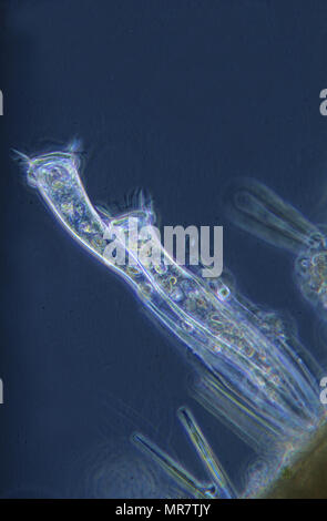 Ciliata. Protozoen. Optische Mikroskopie Stockfoto