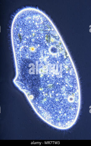 Paramecium sp. Ciliata. Protozoen. Optische Mikroskopie Stockfoto