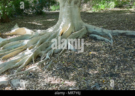 Ein riesiger Baum mit großen Wurzeln freigelegt und meist über dem Boden. Sehr dekorative Stockfoto