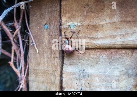 Eine schwangere europäischen Gartenkreuzspinne (Araneus diadematus) auf der Seite von einem Garten in London, England, Großbritannien Stockfoto