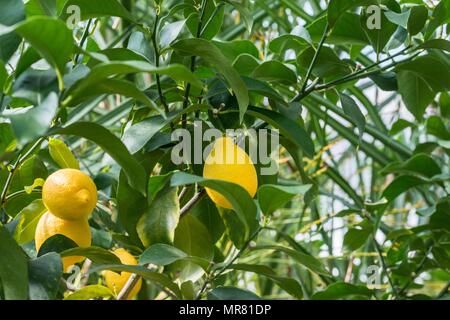 Reife Zitronen auf einem Lemon Tree Stockfoto
