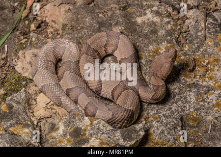 Northern Copperhead (Agkistrodon contortrix) von Gage County, Nebraska, USA. Stockfoto