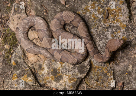 Northern Copperhead (Agkistrodon contortrix) von Gage County, Nebraska, USA. Stockfoto