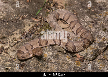 Northern Copperhead (Agkistrodon contortrix) von Gage County, Nebraska, USA. Stockfoto