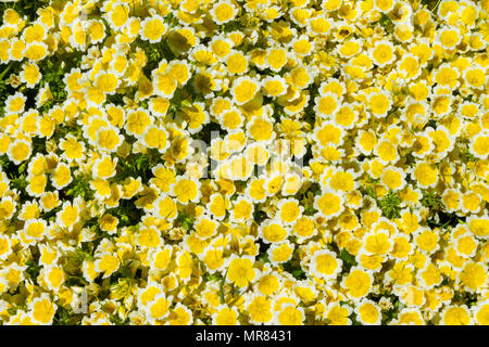 Pochiertes Ei Pflanze, Limnanthes maculata, die den Boden in dichten Büscheln mit gelben und weißen Blüten im Frühsommer. Stockfoto