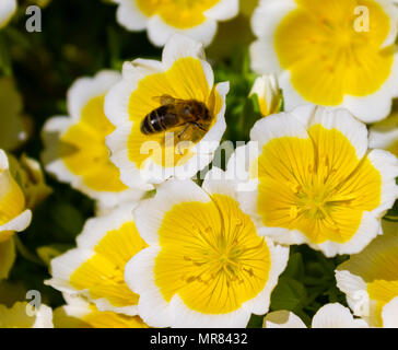 Pochiertes Ei Pflanze, Limnanthes maculata, die den Boden in dichten Büscheln mit gelben und weißen Blüten im Frühsommer. Stockfoto