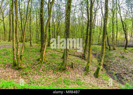 Bei Sonnenaufgang erwachen Buchenwald mit weichen, grünen Blätter in der Deutschen Vulkaneifel in Gerolstein mit braunen Laub und durch Regenwasser erodiert Stockfoto