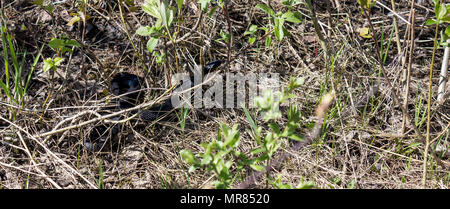 Kleine schwarze Viper Stockfoto