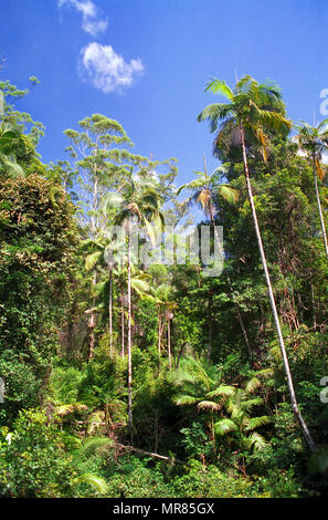 Bulahdelah State Forest, New South Wales, Australien: subtropischen Regenwald mit überschwemmten Gummi (Eucalyptus grandis) und Palmen Stockfoto