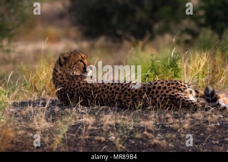 Cheetah am Mast Game Reserve in Botswana Stockfoto