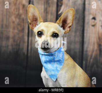 Kleine, weiße Chihuahua auf hölzernen Hintergrund, Tierheim boy Stockfoto