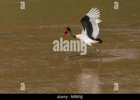 Saddle Billed Stork Angeln in den Luvuvhu Fluss nördlichen Kruger Südafrika Stockfoto
