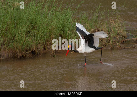 Saddle Billed Stork Angeln in den Luvuvhu Fluss nördlichen Kruger Südafrika Stockfoto