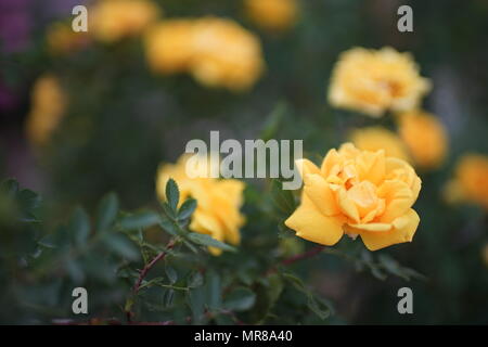 Die Blüte der gelbe Rosen im Garten Stockfoto