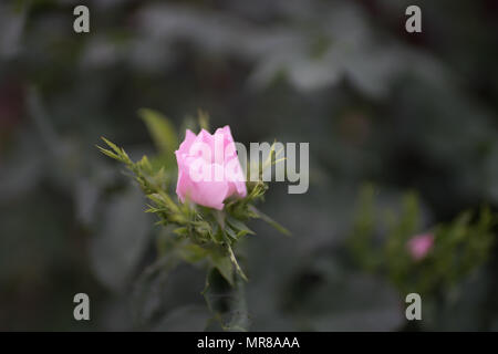 Rosa Rose im Garten Stockfoto