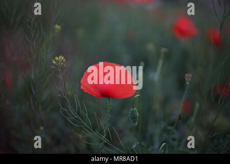 Blühende rote Mohnblumen auf dem Feld Stockfoto