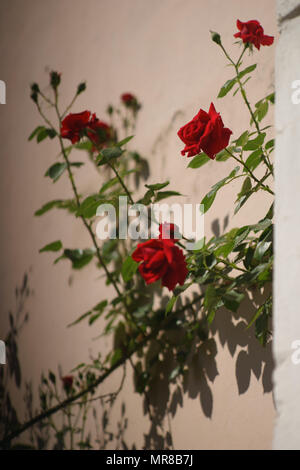 Rote Rosen wachsen Vor dem Hintergrund einer rosa Wand Stockfoto