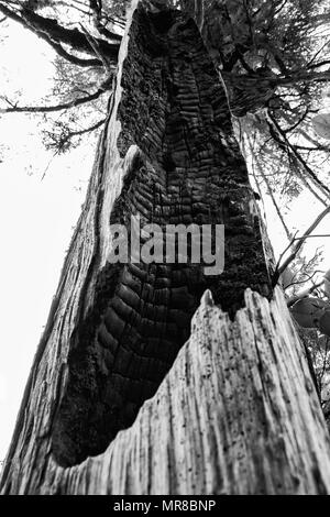 Clayoquot Insel bewahren in der nähe von Tofino, BC Kanada Stockfoto