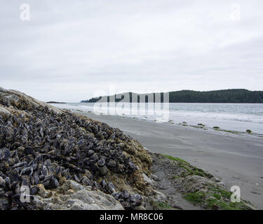 Clayoquot Insel bewahren in der nähe von Tofino, BC Kanada Stockfoto