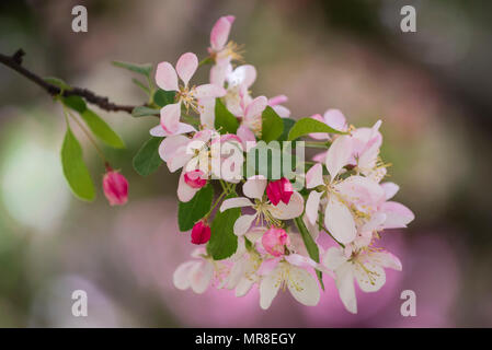 Blühende Crabapple tree blossoms im Bereich Arboretum in Yakima Yakima, Washington. Stockfoto