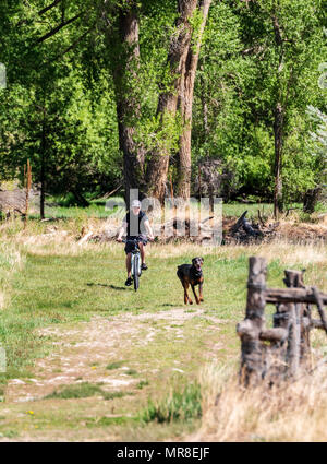 Junger Mann Mountainbiken mit seinem Hund auf einem zentralen Kolorado Ranch; Salida, Colorado, USA Stockfoto