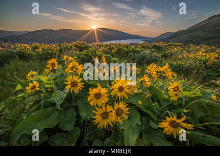 Balsamroot bei Tom McCall's The Nature Conservancy Preserve mit Blick auf den Columbia River Gorge in Oregon. Stockfoto