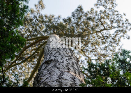Von unten nach oben in der Nähe der schwarzen Kiefer - Pinus nigra 'Rüssel im botanischen Garten in Wroclaw, Polen Stockfoto