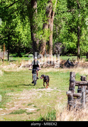 Junger Mann Mountainbiken mit seinem Hund auf einem zentralen Kolorado Ranch; Salida, Colorado, USA Stockfoto