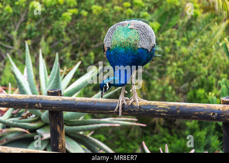 Peacock Sitzen auf dem Geländer Zaun. Wilde Tierwelt. Stockfoto