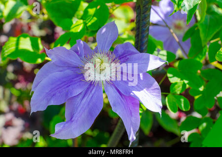 Clematis 'Kopernikus' im botanischen Garten in Wroclaw, Polen. close-up Stockfoto