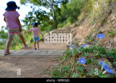 Strahlend blauen Blumen auf Winterhartes, Castle Hill, QLD 4810, Australien Stockfoto