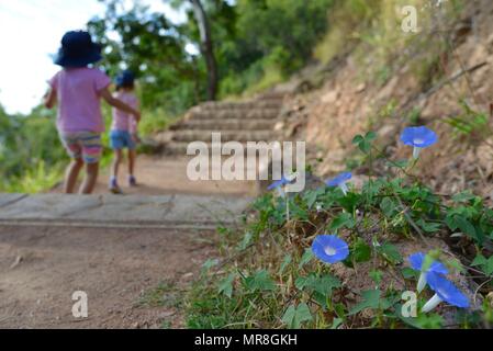 Strahlend blauen Blumen auf Winterhartes, Castle Hill, QLD 4810, Australien Stockfoto