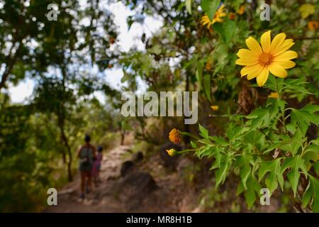 Gelbe Blüten aus der Familie der entlang der Cudtheringa Track, Castle Hill, QLD 4810, Australien Stockfoto