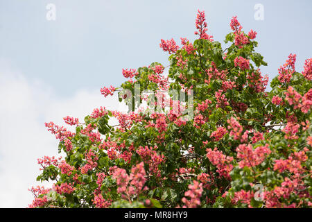 Rote Rosskastanie, Aesculus x Dryas, an der Seite eines Landstraße in Somerset England UK GB wächst. Rote Rosskastanie ist ein Hybrid zwischen Hors Stockfoto