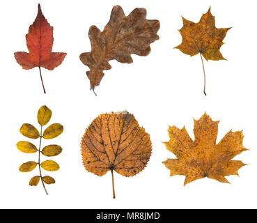 Satz von sechs Blätter im Herbst auf weißem Hintergrund Stockfoto