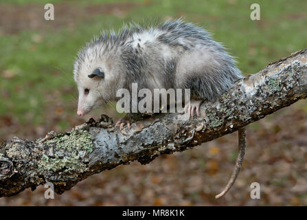 Opossum (Didelphis virginiana) auf Ast, E USA, durch Überspringen Moody/Dembinsky Foto Assoc Stockfoto