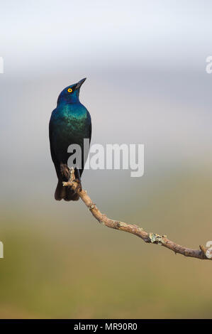 Kap Glossy Starling thront auf einer Zweigniederlassung suchen Skywards Stockfoto