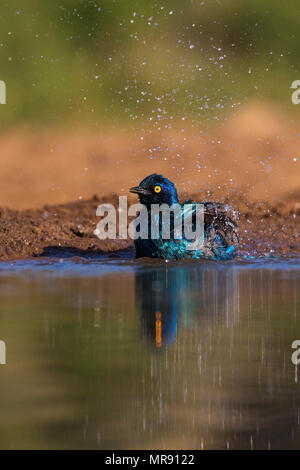 Kap Glossy Starling in ein Bad in einem Wasserloch in Südafrika Stockfoto