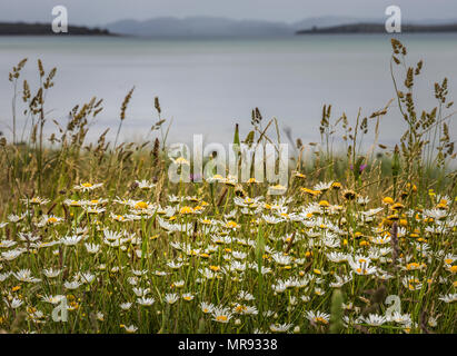 Gänseblümchen und wilde Gräser auf einer Klippe mit Blick auf das Meer in der Nähe von Port Arthur in Tasmanien, Australien Stockfoto