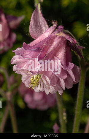 Nahaufnahme einer rosa Aquilegia flowerhead in einem schattigen Teil eines englischen Country Garden Stockfoto