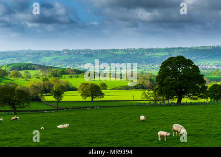 Lindley wiesen in den Morgen. North Yorkshire Stockfoto