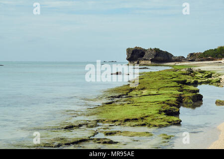 Moos wächst auf den Felsen am Strand in Okinawa, Japan Stockfoto