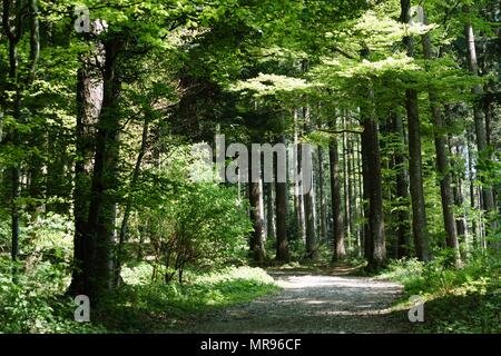 Weg durch einen bewirtschafteten Wald in St. Gallen Schweiz, mit flauschigem Sonnenlicht durch die Fichten und Buchen Stockfoto