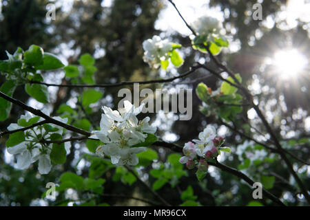 Apfelbaumblüten und Knospen vor Kiefern mit direkter Sonne Stockfoto