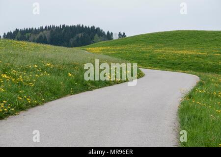 Schmale asphaltierte Straße durch eine Schweizer Wiese im Appenzellerland. Die Wiesen verdecken das Ende des Weges. Stockfoto